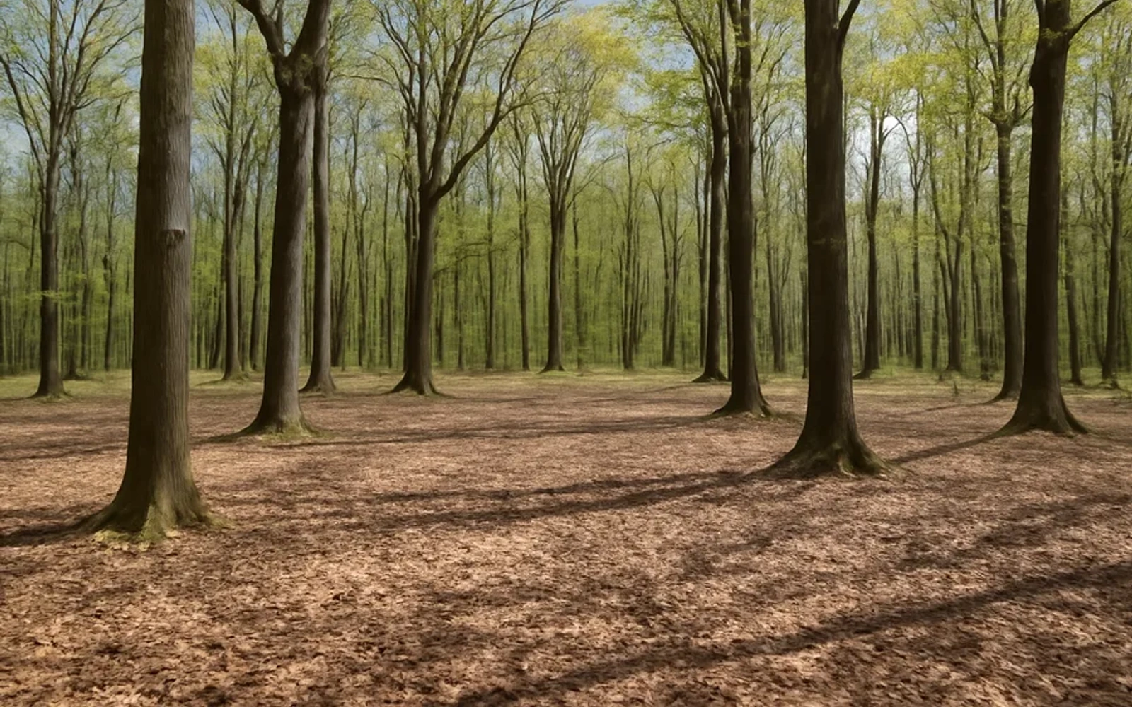 Wooded land in Berkeley County